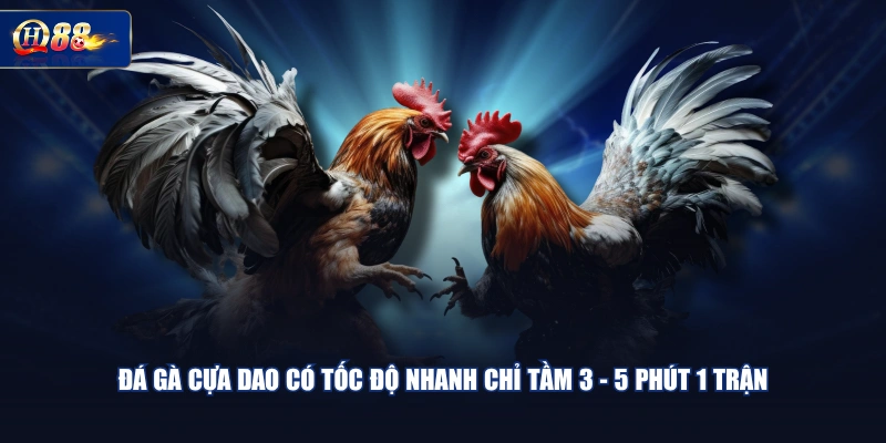 Đá gà cựa dao có tốc độ nhanh chỉ tầm 3 - 5 phút 1 trận