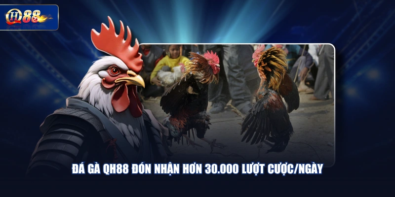 Đá Gà QH88 đón nhận hơn 30.000 lượt cược/ngày