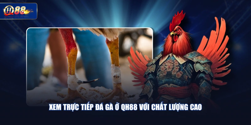 Xem trực tiếp đá gà ở QH88 với chất lượng cao